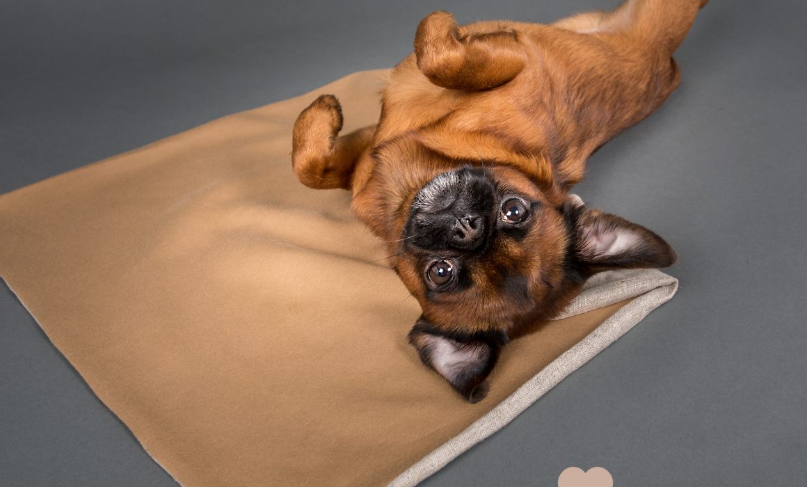 Brabançon sur tapis pour chien, Nathalie Tiennot photographe